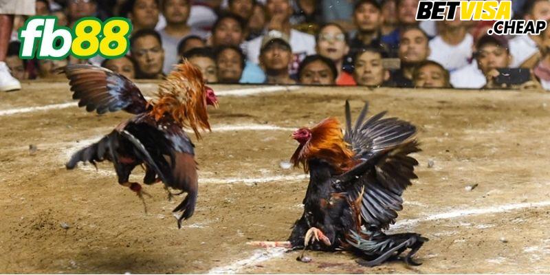 Khi nào nên tết lông cho gà đá?