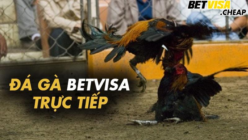 Đá gà Betvisa trực tiếp là gì?