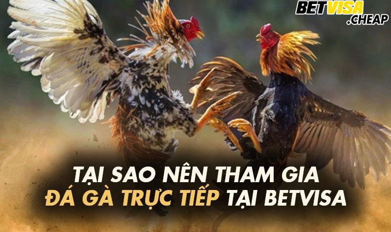 Tại sao nên tham gia đá gà trực tiếp tại Betvisa