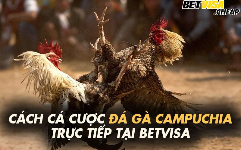 Cách cá cược đá gà Campuchia trực tiếp tại Betvisa